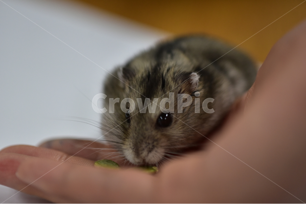 햄스터,동물,애완동물,포유류,펫,귀여움,귀여운,hamsters,mammals,pets,pet,cute,동물,animal,포유류,mammal