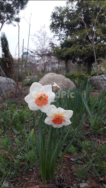 봄,꽃,푸른수목원,수선화,핑크에모션,봄,계절,spring,season,식물,자연,plants,nature,꽃,flower,plant,blossom