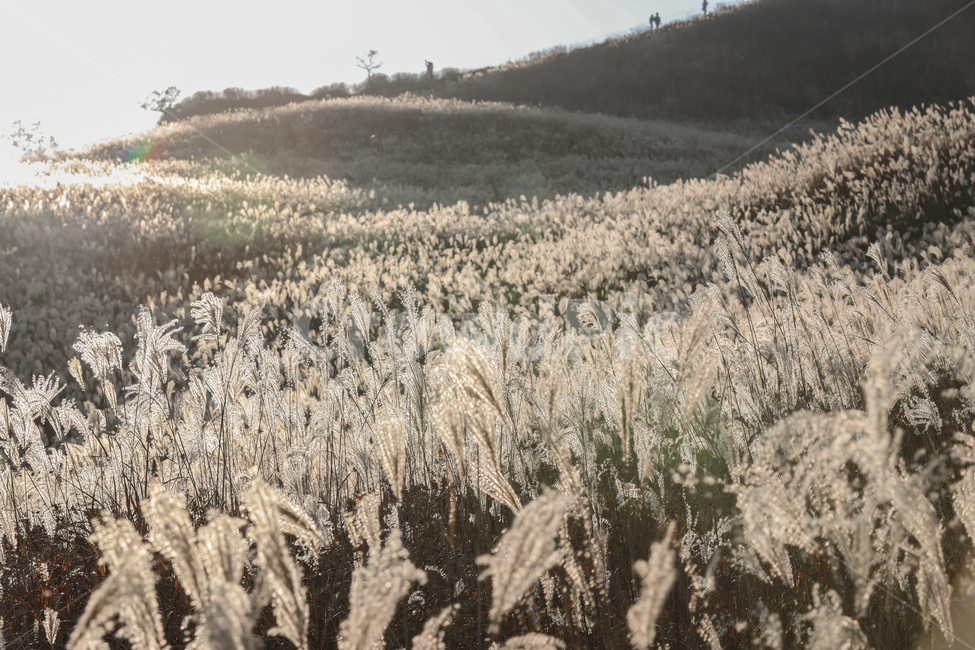 plant,식물,억새,가을,나무,tree,황매산,들판,가을,계절,fall,autumn,season,자연,풍경,nature,landscape,grass,잔디