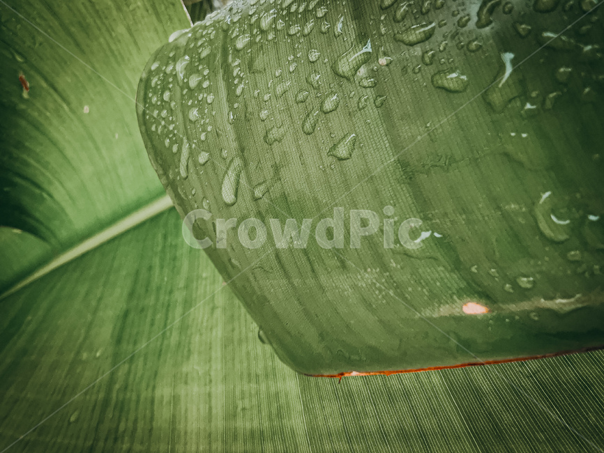 leaf,plant,drop,bali,indonesia,balinese,waterdrop,bananaleaf,vintqge,southeastasia,작은물방울,잎,식물,바나나잎,발리,동남아,빈티지,이슬