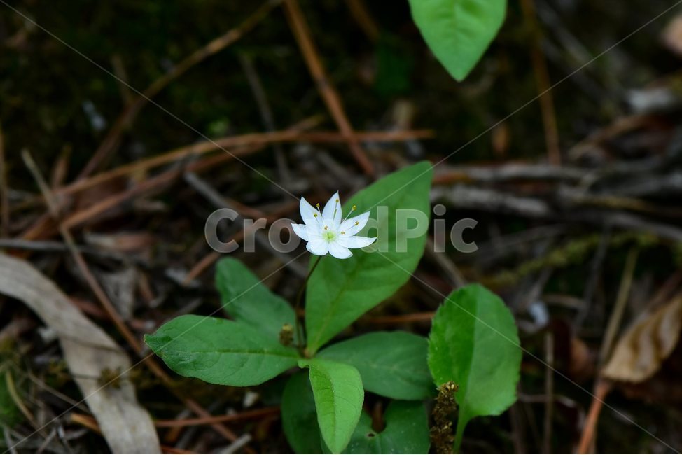 참기생꽃,야생화,식물,자연,생태,꽃,힐링,플라워,wildflower,flower,plants,nature,season,감성,느낌,emotion,feeling,앵초목,앵초과,기생꽃속,여러해살이풀,희귀식물,식물,자연,plants,nature,꽃,flower