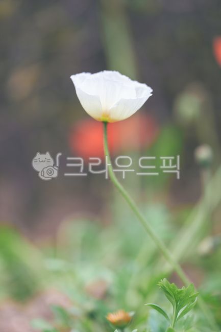 식물,flower,꽃,양귀비,봄꽃