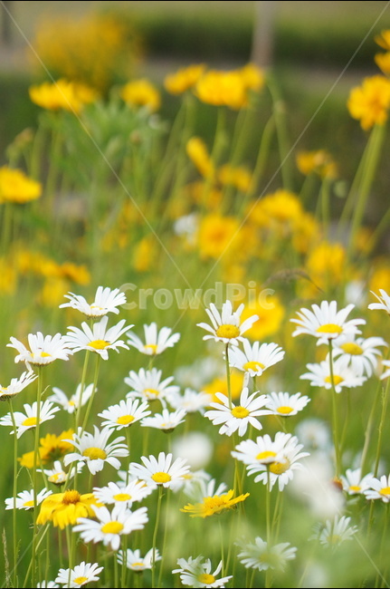 금계국,노랑색,꽃,풍경,봄,맑음,식물,자연,plants,nature,꽃,flower