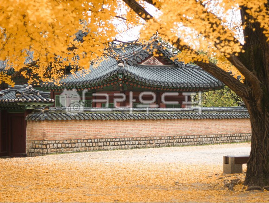 나무,단풍,가을,경복궁,은행나무,가을날씨,경복궁맛집,단풍맛집,서울맛집,궁,가을,계절,fall,autumn,season