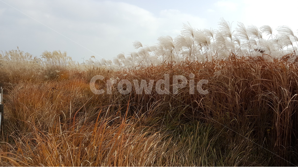 가을,억새풀,바람,자연,풍경,가을,계절,fall,autumn,season,자연,풍경,nature,landscape,grass,잔디,plant,식물,lawn,reed,갈대