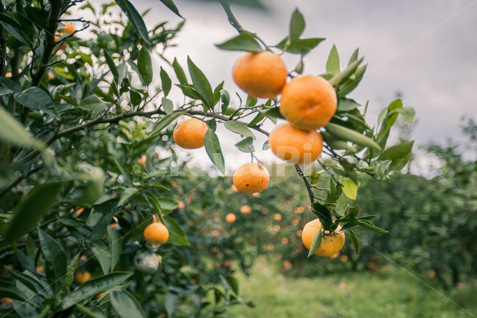 plant,식물,food,음식,citrusfruit,과일,fruit,감귤류과일,제주,제주도,감귤밭,감귤나무,열매,수확,주황색,노랑,오렌지,orange,자연,농사,감귤농사,과일,열매,fruit