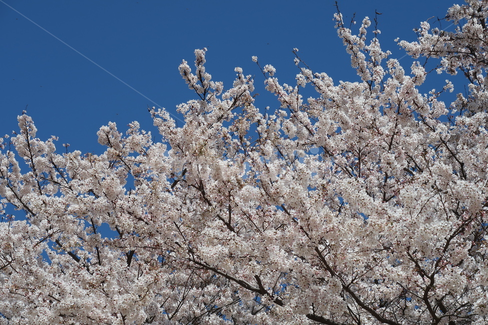 벚꽃,cherryblossom,blossom,꽃,봄,봄꽃,하늘,봄날씨,벚꽃만개,만개,개화,벚꽃개화,spring,봄풍경,도심,도시,식물,plant