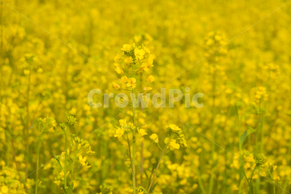 유채꽃,노란색,봄,계절,꽃,자연,식물,plants,season,spring,flower,nature