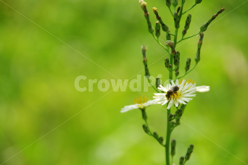 잡초,꽃,꿀벌,벌,식물,식물,자연,plants,nature,곤충,벌레,insect,bug