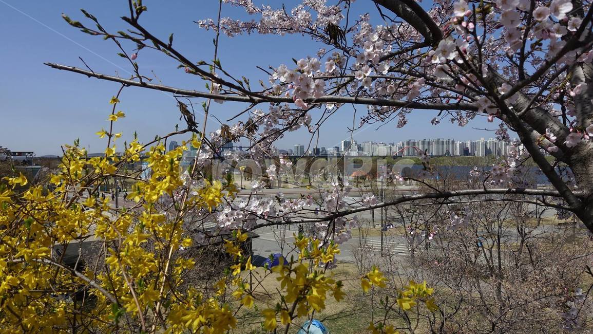 봄,벚꽃,꽃,꽃송이,blossom,flower,cherryblossom,pink,핑크,분홍,봄꽃,개나리,노랑,yellow