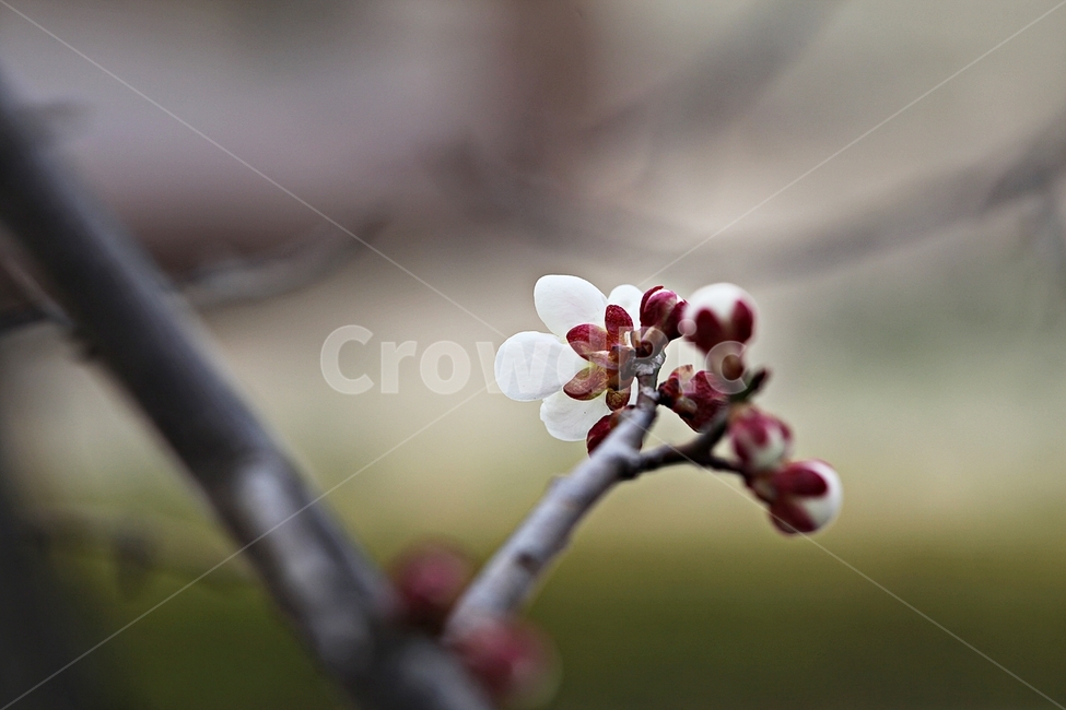 매화,매화꽃,꽃,매화나무,자연,배경,자연,풍경,nature,landscape,식물,plants,꽃,flower,나무,trees,wood,plant,blossom