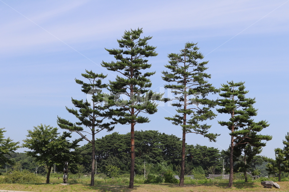 나무,tree,소나무,하늘,구름,여름,풍경,자연,자연물,자연풍경,세그루,세모,sky,cloud,감성,감성적인,여름풍경,강릉,summer,nature,나뭇가지,나뭇잎,가지런한