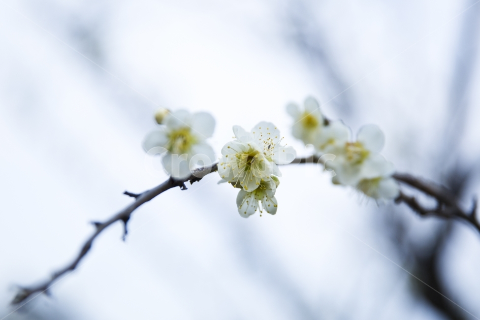 매화꽃,매화,매화나무,매실,꽃,자연,봄,봄꽃,식물,자연,plants,nature,꽃,flower
