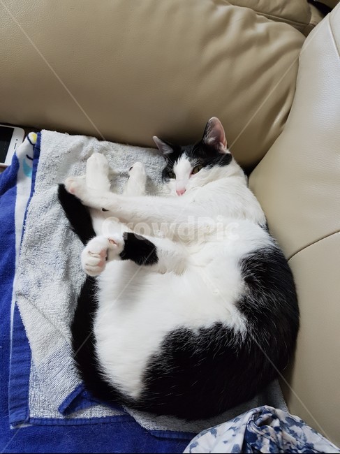 고양이,검정,흰색,검은색꼬리,핑크색코,발톱,동물,animal,포유류,mammal,고양이,cat,kitten,kitty