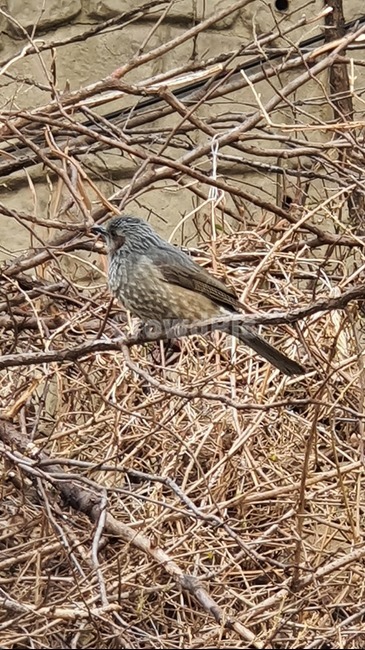animal,동물,새,직바구리,bird,동물,animal,조류,새,birds
