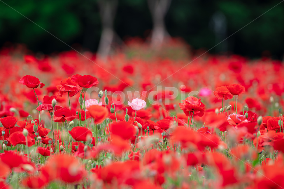 양귀비,개양귀비,식물,빨강색,꽃,알록달록,red