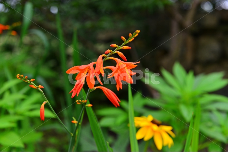 plant,식물,blossom,flower,꽃,애기범부채