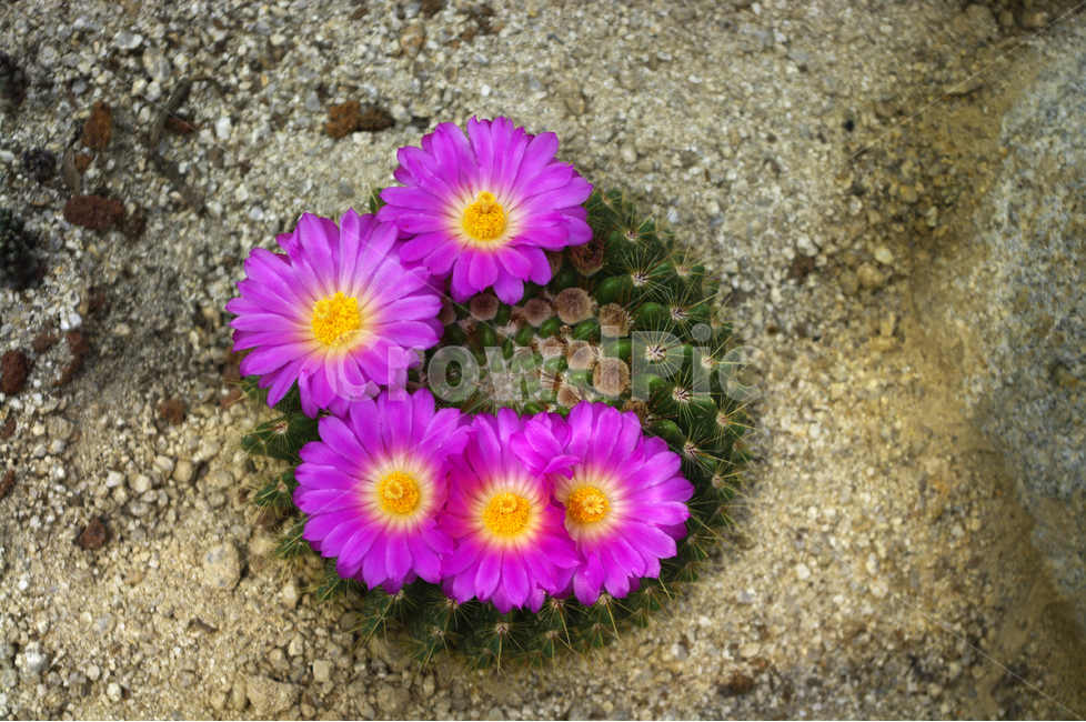 꽃,식물,flower,color,선인장,흙,자연,사막,식물,자연,plants,nature,꽃,flower