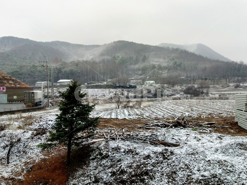 눈,설경,나무,나무가지,snow,하얀눈,자연,옥외,nature,winter,겨울,겨울,계절,winter,season