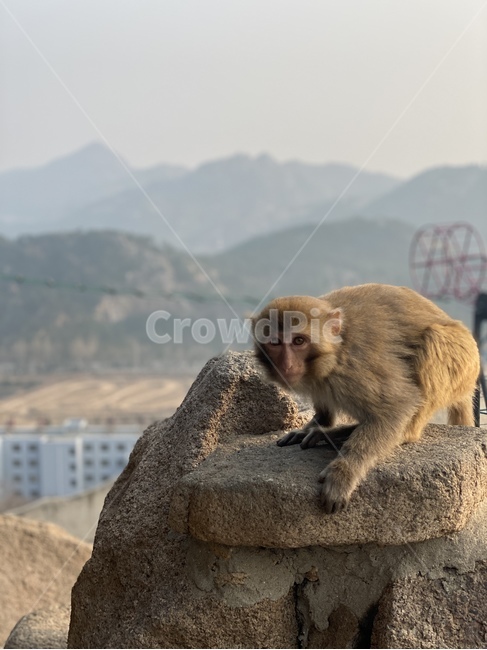 원숭이,감성,mammal,포유류,animal,동물,monkey,wildlife,야생동물,포토,모델,원숭이모델,쳐다봄,직찍,동물,animal,포유류,mammal