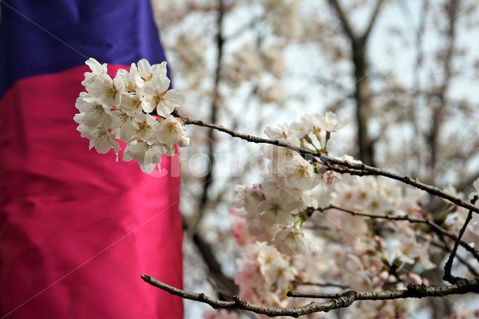 벚나무,봄,자연,청사초롱,흰색,가지,nature,cherrytree,spring,봄,계절,spring,season,식물,자연,plants,nature,꽃,flower,plant,blossom