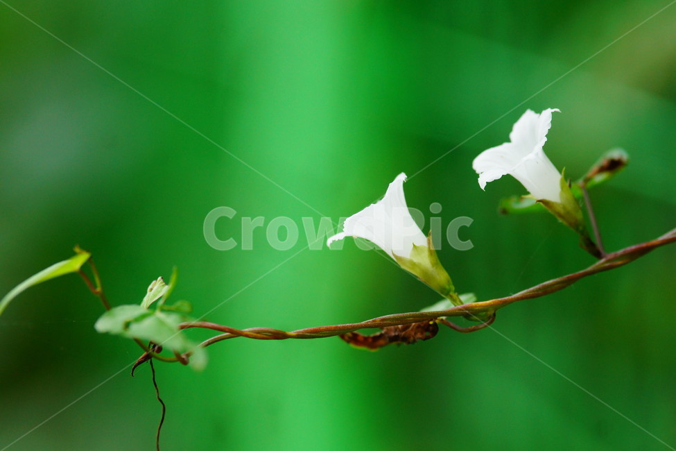 flower,꽃,plant,식물,blossom,식물,자연,plants,nature,꽃,flower