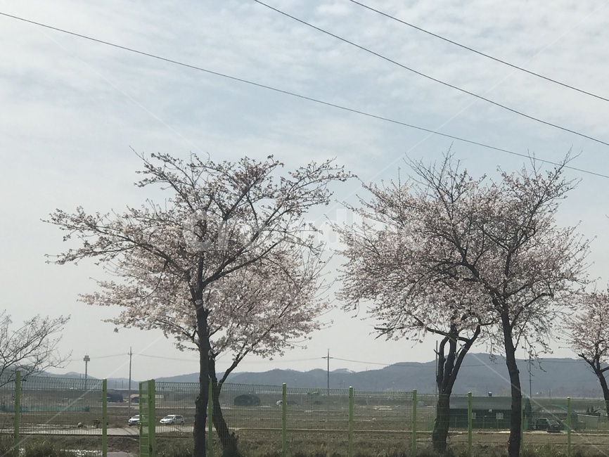 드라이브,자연,꽃나무,벚꽃,도로