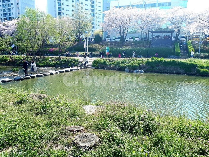 벗꽃,하천,소풍,데이트,cherryblossom,사람,사람들,냇가,나무,잔디,물,아파트,공원,온천천,정자,교회,돌다리,stream,picnic,date,person,people,tree,grass,water,apartment,park,church,stone,brigde,햇살,맑은,눈부심,clean,sunny,glare