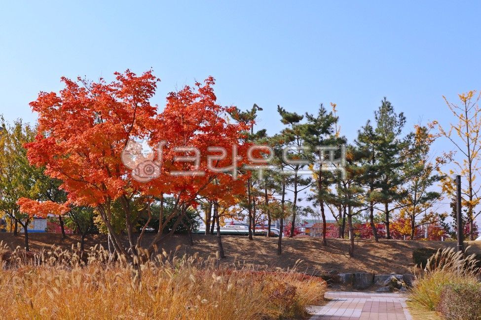 sky,maple forest,autumn background,tree,autumn,leaf,Maple