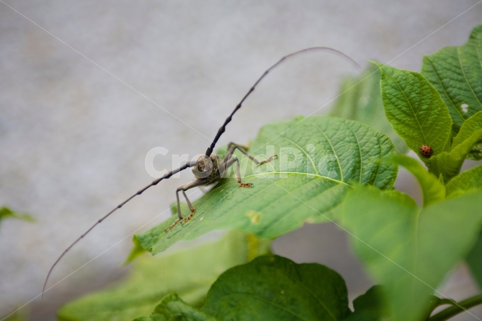 하늘소,곤충,초록,더듬이,beetle,alonghornedbeetle,동물,animal,곤충,벌레,insect,bug
