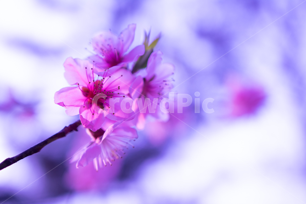 꽃,봄,분홍,핑크,flower,spring,pink