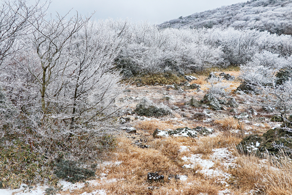 제주도,한라산,1100고지,한라산1100고지,설경,눈꽃,눈,snow,자연,nature,옥외,outdoors