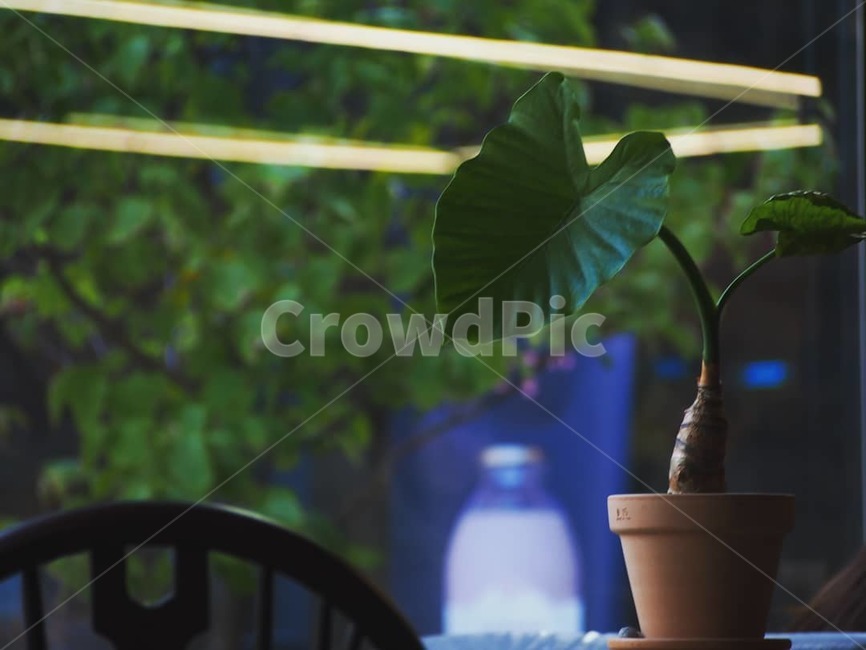 화분,식물,푸르름,고독,생명,실내용화초,화분,화초,house plant