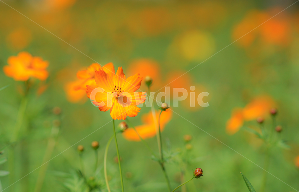 코스모스,꽃,꽃밭,식물,자연,가을,가을,계절,fall,autumn,season,식물,자연,plants,nature,꽃,flower,plant,blossom,geranium,제라늄