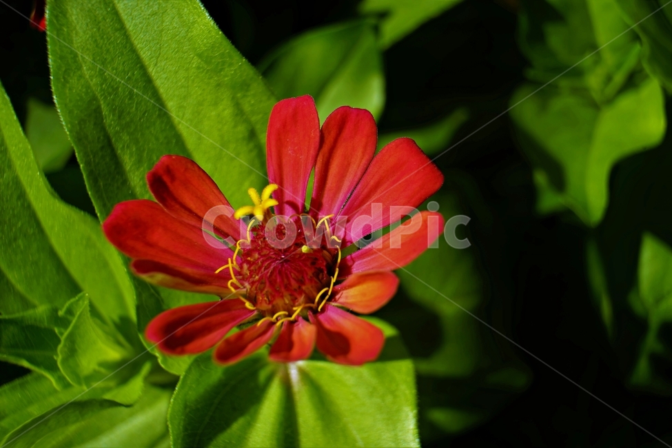 백일홍,꽃,향기,계절,여름,녹색,빨강색,아름다움,자연,healing,nature,bloom,season,smell,beautiful,plant,flower,암술,식물,정원,노랑,가꽃,초롱꽃목,yellow,plants,국화과,한해살이풀꽃,식물도감,충매화,zinniaelegans,개량식물,순수,pure,감성,꽃줄기,순결,퍼플,속씨식물,쌍떡잎,들꽃,꽃잎,돌려나기,양성화,화엽,꽃대,노란꽃,방사대칭,7월,핑크,식물,자연,plants,nature,꽃,flower