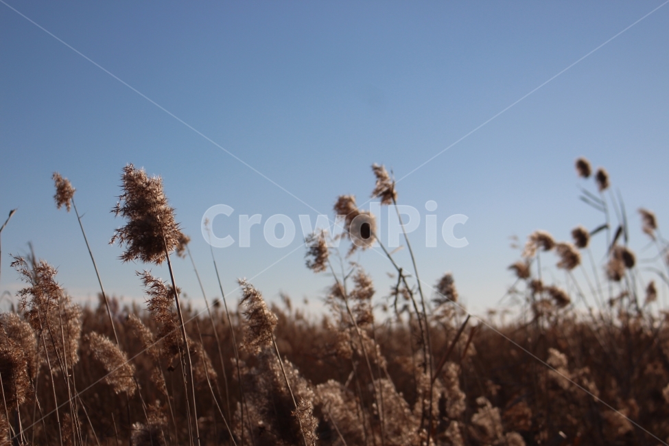 갈대,갈대밭,순천만,슾지,순천,자연,풍경,reed,nature,suncheon,가을,계절,fall,autumn,season,자연,풍경,nature,landscape,식물,plants,grass,잔디,plant,lawn