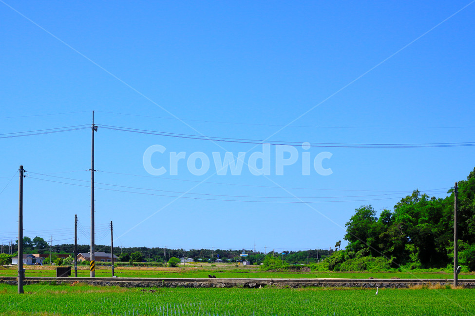 농촌,논,농사,전봇대,농사철,하늘,시골,산업,industry,industrial,농업,농사,agriculture,farming,farming industry