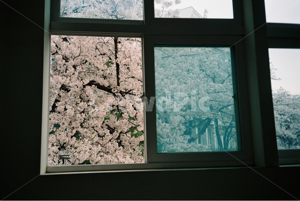 벚꽃,창문,꽃,cherryblossoms,window,봄,spring,나무,봄,계절,spring,season,식물,자연,plants,nature,꽃,flower