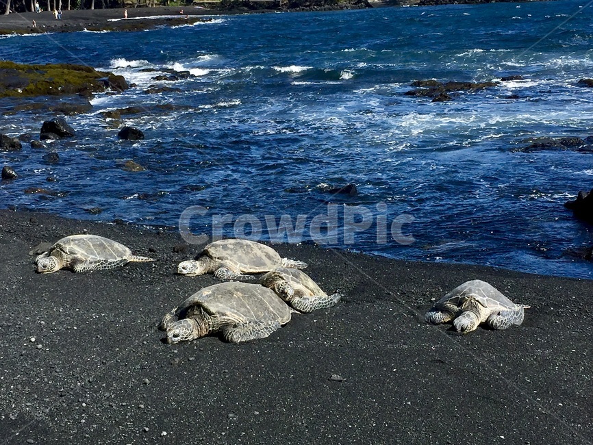바닷가,하와이,검은모래해변,거북이,해변거북이,turtle,blacksand,sealife,해양생물,터틀,동물,animal