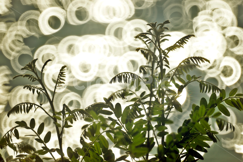 nature,plant,bokeh,circular bokeh,leaf,wave