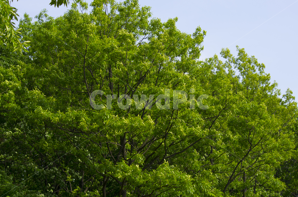 나무,바람,바람부는날,나뭇잎,하늘,scene,view,feeling,emotion,nature,landscape,season,풍경,감정,감성,자연,계절,뷰티,tree,wind,leave,풍경사진,감성사진,정취