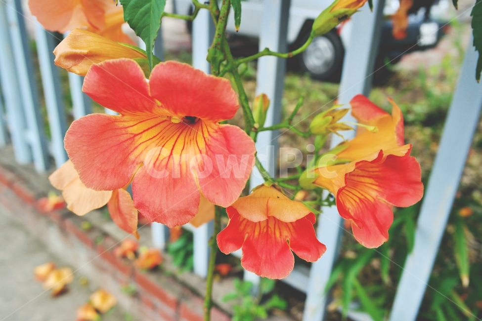 능소화,여름꽃,여름,주황색꽃,주황,꽃송이,넝쿨,꽃,orange,green,flower,plant,blossom,감성