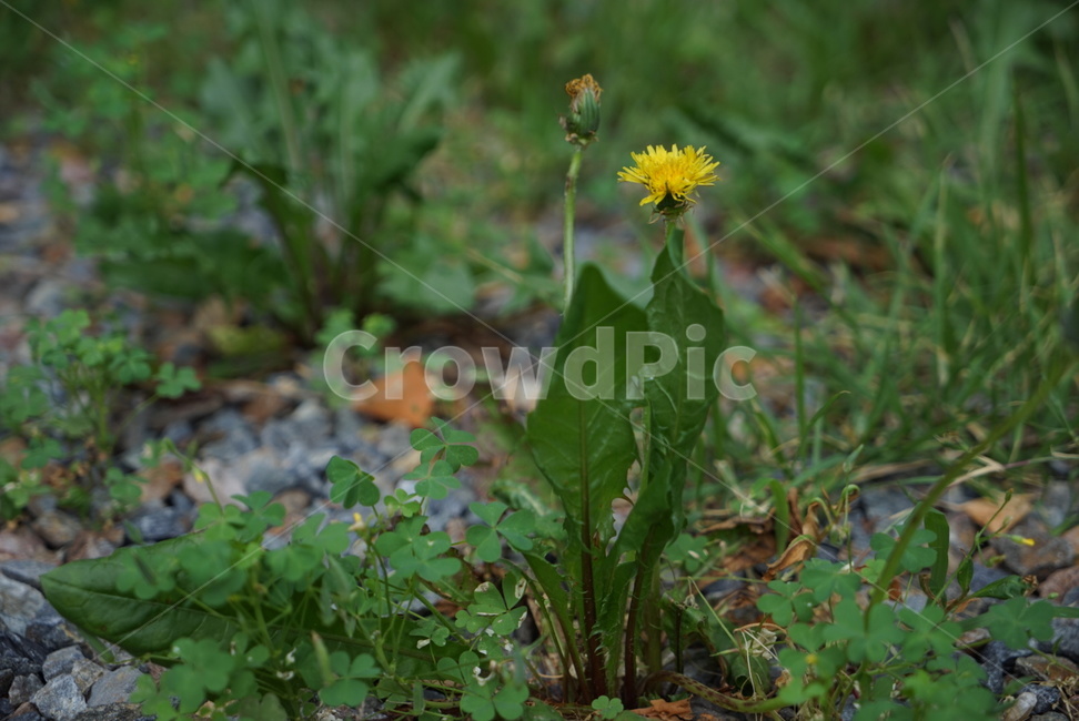 plant,식물,blossom,꽃,flower,민들레