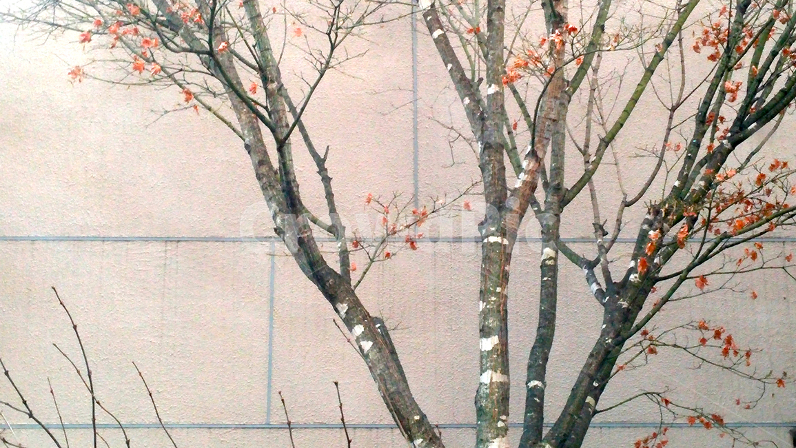 나무,tree,가을,fall,벽,나뭇잎,가지,나뭇가지,식물,plant,계절,낙엽