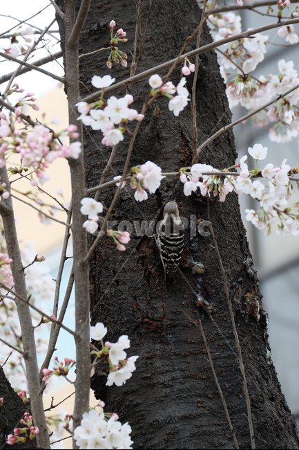 	벚꽃,새,봄,벚꽃놀이,딱따구리,봄,계절,spring,season,식물,자연,plants,nature,꽃,flower,동물,animal,조류,새,birds,plant,blossom