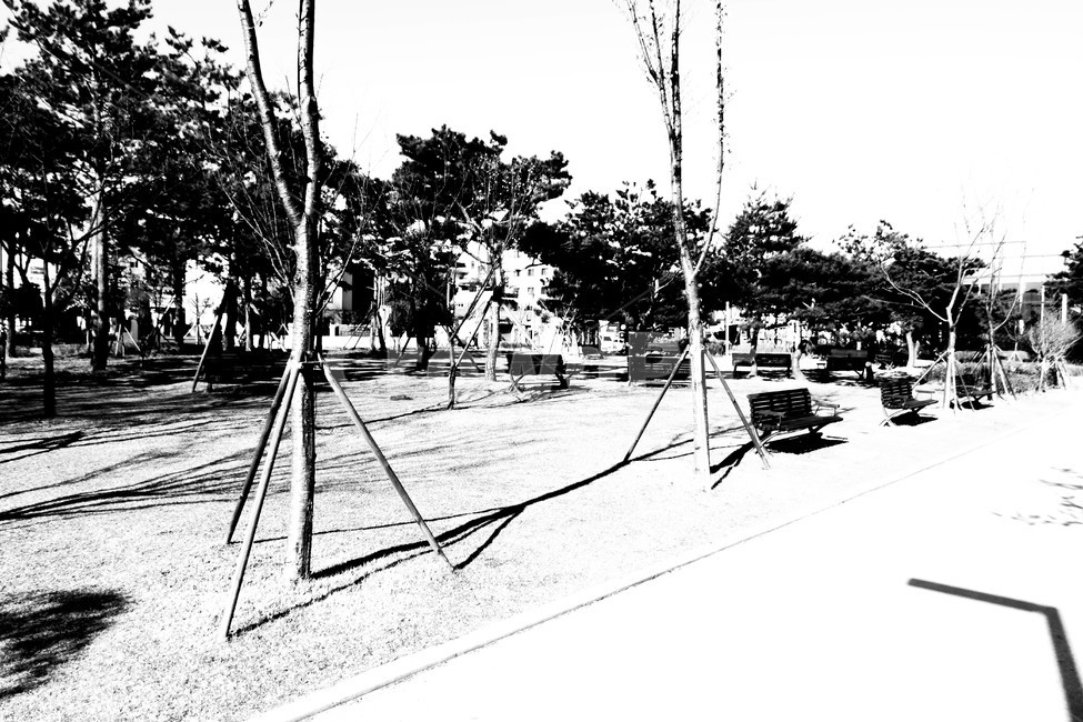 흑백,대비,그림자,벤치,나무,식물,자연,plants,nature,나무,trees,wood,흑백,모노톤,monochrome,black and white