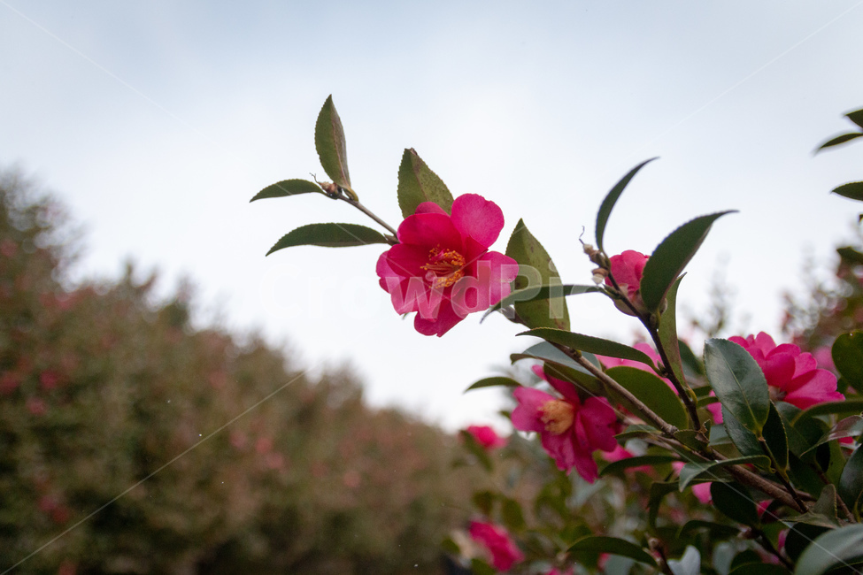 flower,꽃,정원,garden,아웃포커싱,식물,자연,plants,nature,꽃,flower