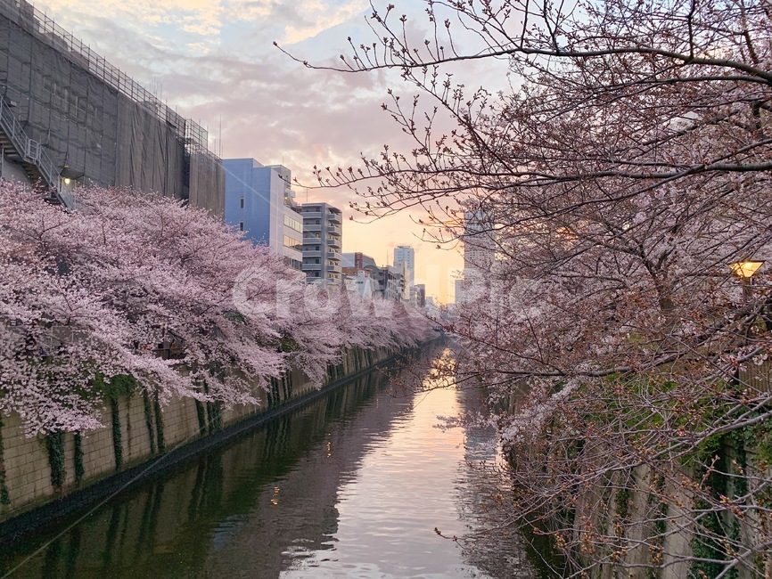일본,벚꽃,벚꽃축제,꽃,해질녘,선셋