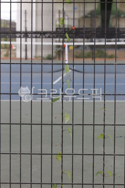 울타리,철망,야생화,담쟁이꽃,꽃,넝쿨