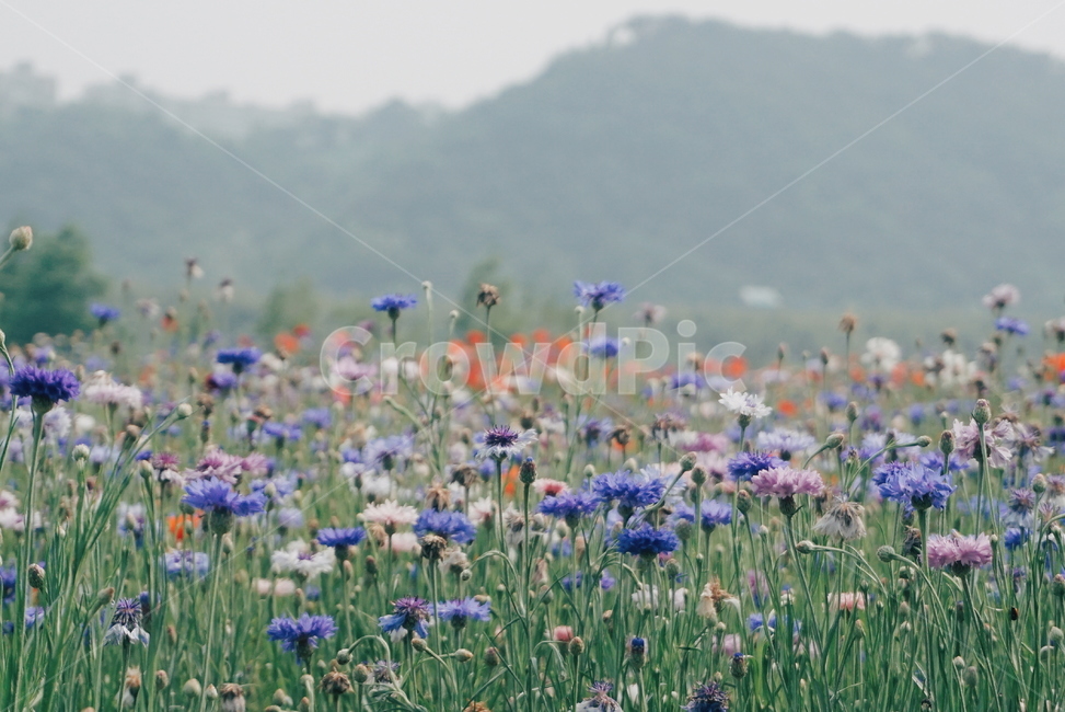봄꽃,양귀비,울산,울산태화강,봄꽃축제,꽃,수레국화,자연,식물,자연,plants,nature,꽃,flower